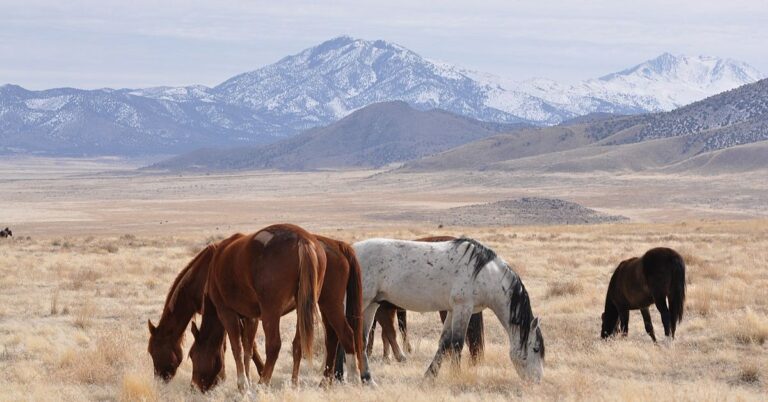 The Best Wild Horse Watching Spots Across The West