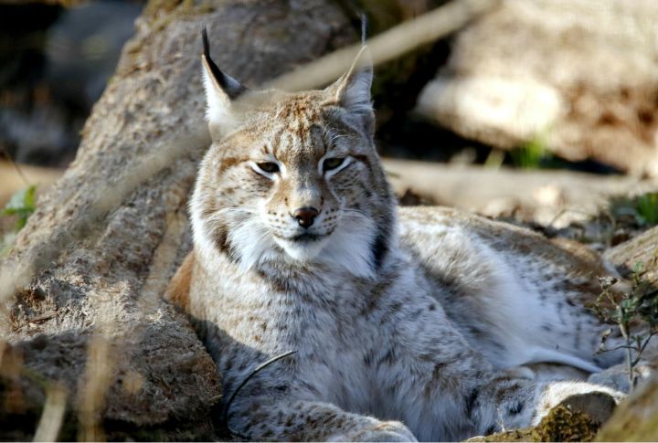 Elusive Canada Lynx In Northern Forests