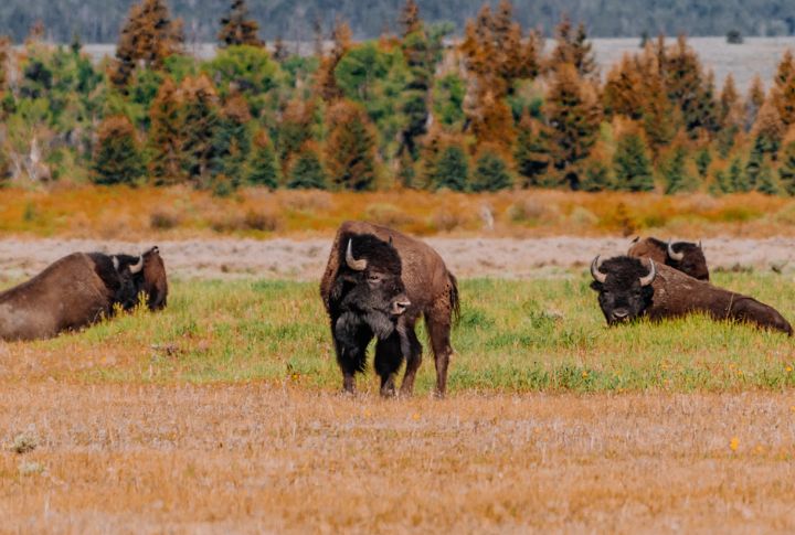 Bison Herds Roaming The Prairies