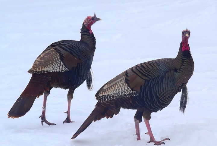 Wild Turkeys In Ontario Forests