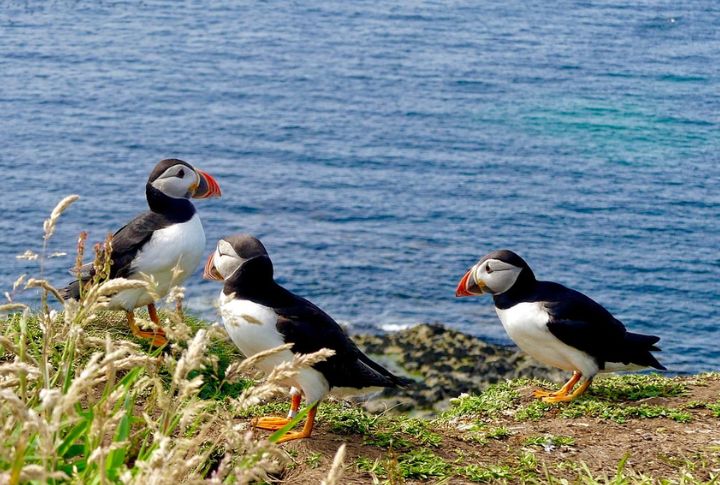 Atlantic Puffins On The East Coast
