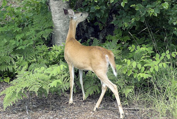 Whitetail Deer In The Canadian Forests