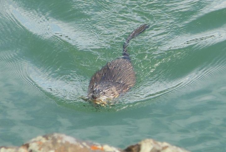 Playful River Otters In Northern Waters