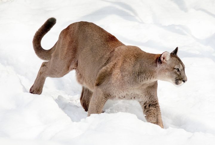 Spectacular Pumas In The Wild
