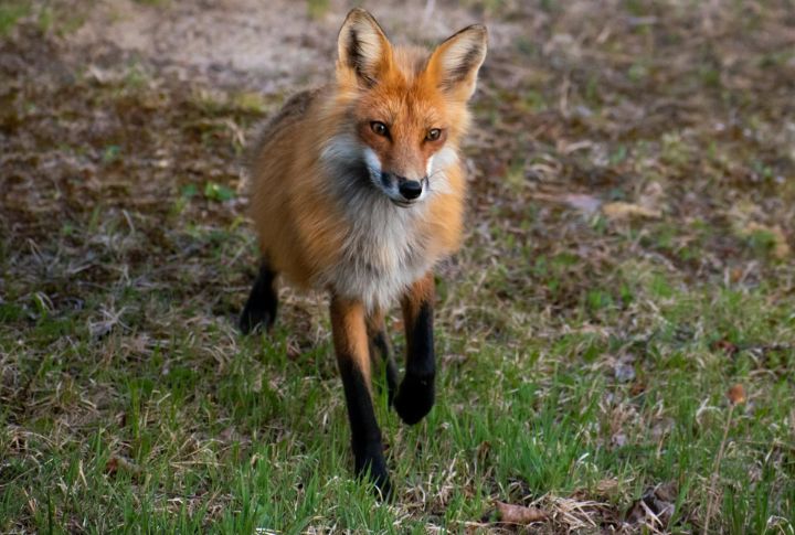 Red Foxes In Canadian Grasslands