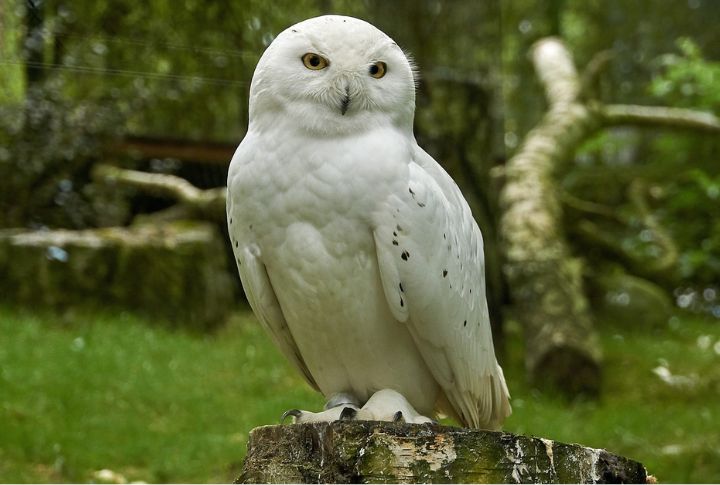 Elegant Snowy Owls In The Canadian Tundra