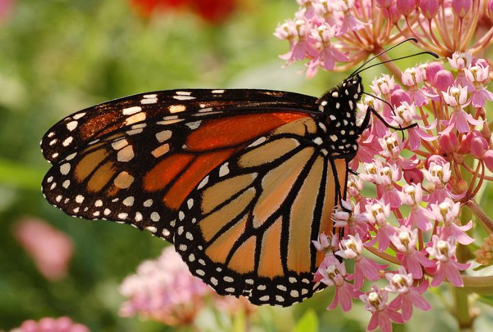 Colorful Monarch Butterflies On Their Migration