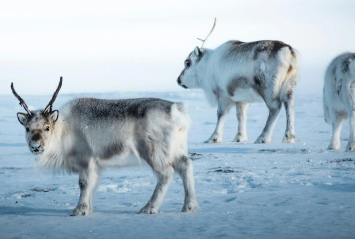 Graceful Caribou Herds In The Wild