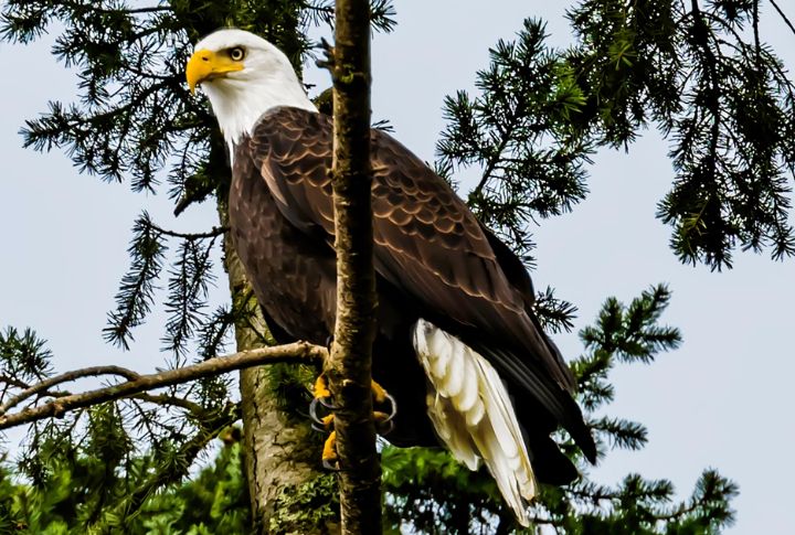 Powerful Bald Eagles In Canadian Wilderness