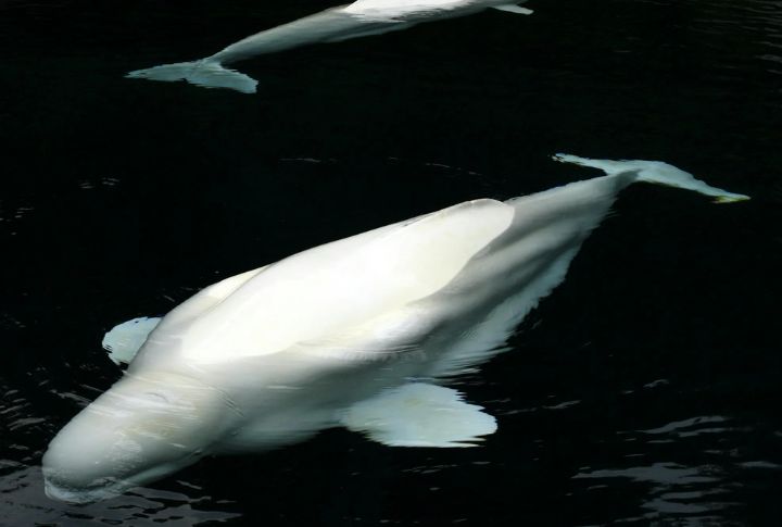 Amazing Beluga Whales In Arctic Waters