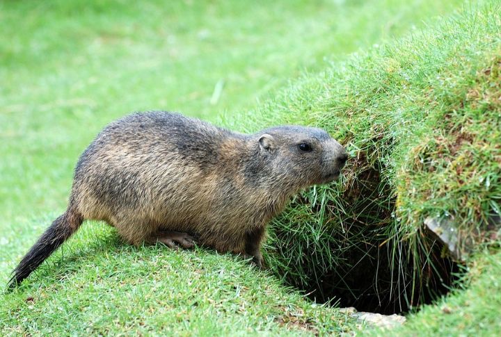 Rare Vancouver Island Marmots