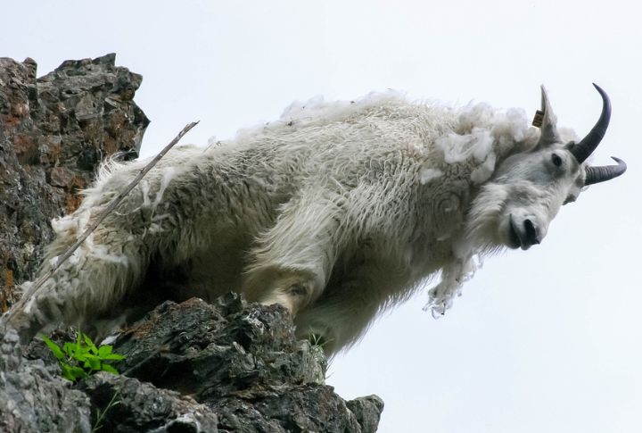 Mountain Goats On Rocky Peaks