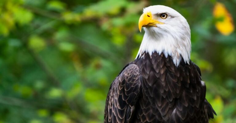 15 North American Birds That Own The Sky