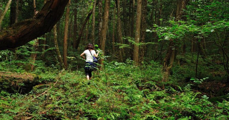 Pictures Of 25 Forests Steeped In Mystery And Darkness          