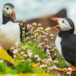 15 Animals That Make Canada So Wildly Beautiful