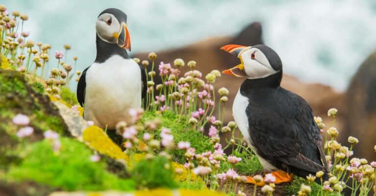 15 Animals That Make Canada So Wildly Beautiful
